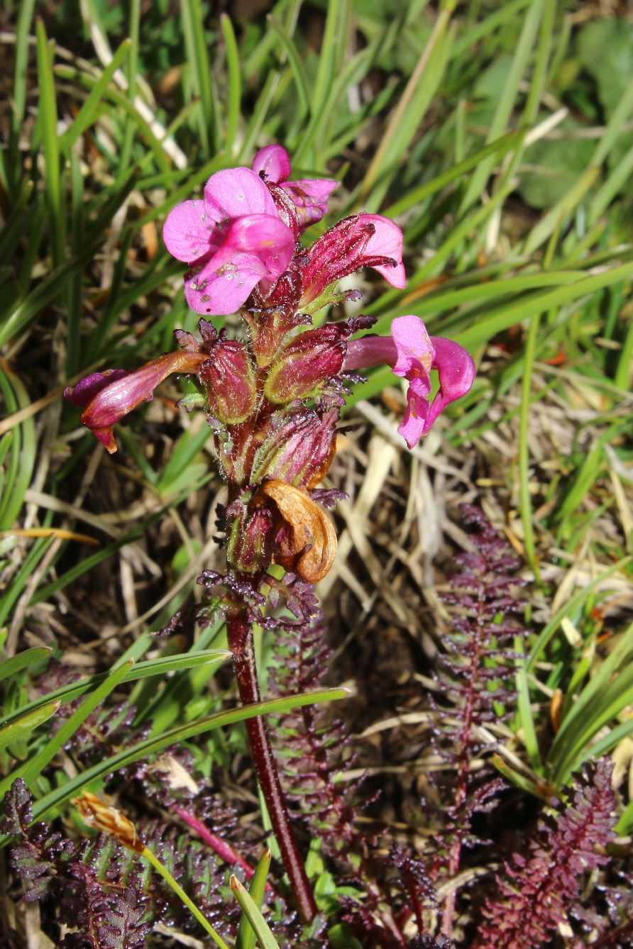 Pedicularis da determinare